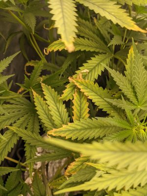 PXL_20220208_042325844.jpg PXL_20220208_042325844.jpg