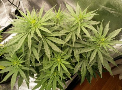 IMG_20220209_122139_936.jpg IMG_20220209_122139_936.jpg