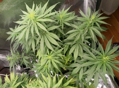 IMG_20220211_104314_017.jpg IMG_20220211_104314_017.jpg