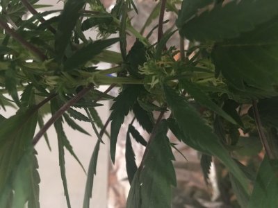 F26382EF-901C-4C41-93FF-3516D5E44FC0.jpeg F26382EF-901C-4C41-93FF-3516D5E44FC0.jpeg