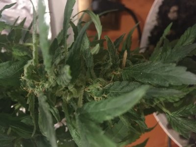 E05F436E-3ACB-46B9-AFEE-F52684112784.jpeg E05F436E-3ACB-46B9-AFEE-F52684112784.jpeg