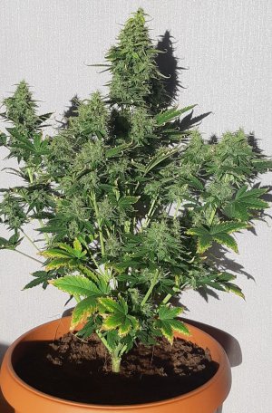 Фото из интернета для сравнения 0.jpg