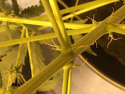 5DFDDDBA-0854-4072-B520-91720D4D2E00.jpeg 5DFDDDBA-0854-4072-B520-91720D4D2E00.jpeg