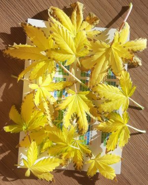 Kakie-to listb9l,x3.jpg