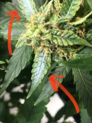 photo_2024-02-26_12-36.jpg photo_2024-02-26_12-36.jpg