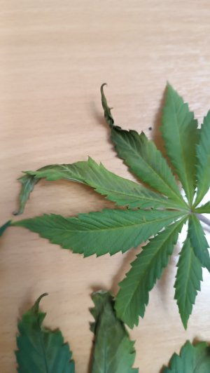 IMG_20240302_075231.jpg IMG_20240302_075231.jpg