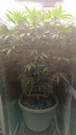 IMG_20240302_075301.jpg IMG_20240302_075301.jpg