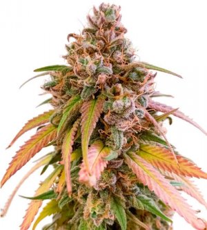 nori cake.jpg nori cake.jpg