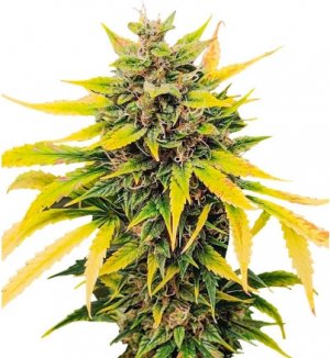 auto ak.jpg auto ak.jpg