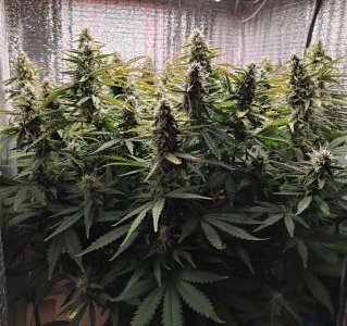 Горилла 71.jpg