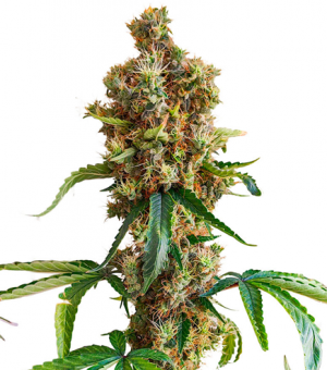 1710095109804.png 1710095109804.png