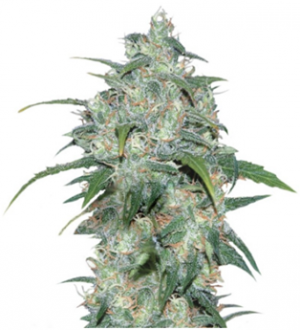 1710231625103.png 1710231625103.png