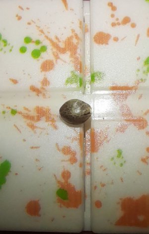 IMG_20240313_114720_055.jpg IMG_20240313_114720_055.jpg