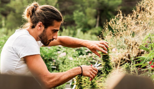 Законность каннабиса в Испании Законность каннабиса в Испании