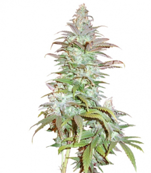 1711204477988.png 1711204477988.png