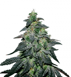 1711204482309.png 1711204482309.png