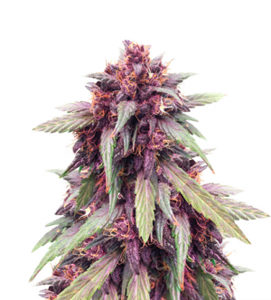 1711204485860.png 1711204485860.png