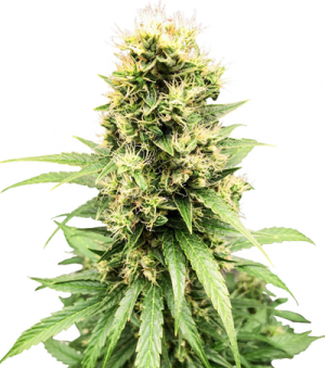 1711204489179.png 1711204489179.png