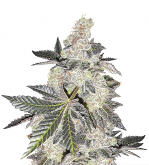 1711452316953.png 1711452316953.png