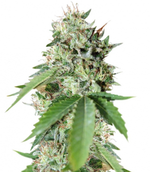 1711452332991.png 1711452332991.png