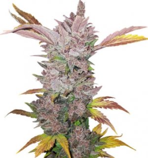 lsd auto.jpg lsd auto.jpg