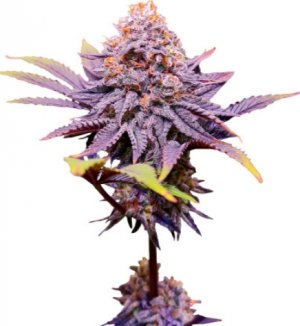 punch cookies.jpg punch cookies.jpg