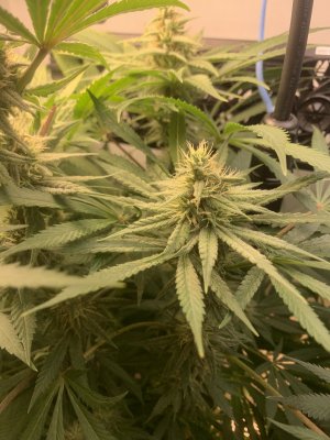 IMG_0788.jpeg IMG_0788.jpeg