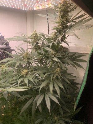 IMG_0791.jpeg IMG_0791.jpeg