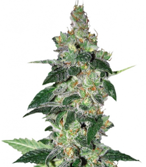 1712000499841.png 1712000499841.png