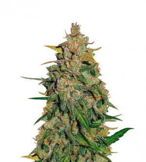 1712000504108.png 1712000504108.png