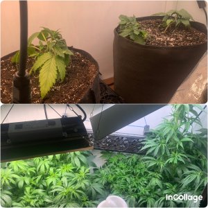 incollage_save.jpeg incollage_save.jpeg