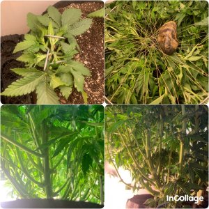 incollage_save.jpeg incollage_save.jpeg