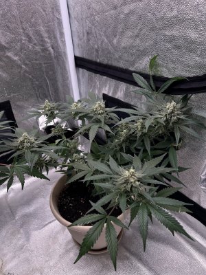 IMG_1627.JPG IMG_1627.JPG