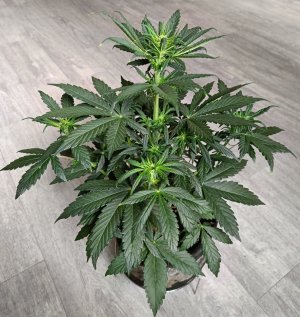 C150686F-FFF0-4935-B6F2-63AD99C2C61E.jpeg C150686F-FFF0-4935-B6F2-63AD99C2C61E.jpeg