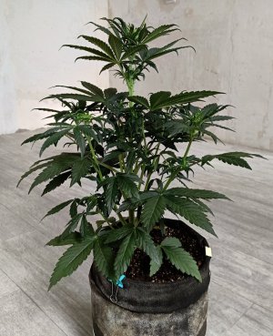 4701B83B-5627-46B3-9683-43749F8D7CDF.jpeg 4701B83B-5627-46B3-9683-43749F8D7CDF.jpeg