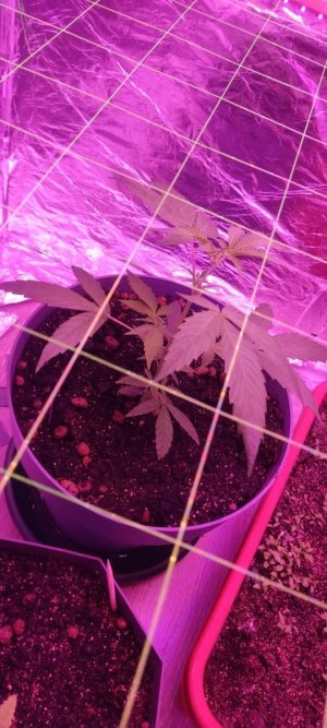 фыафа.jpg фыафа.jpg