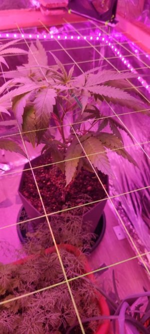 цйуац.jpg цйуац.jpg