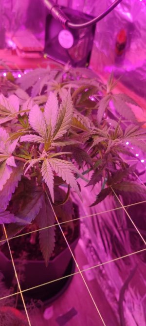 WhatsApp Image 2024-04-07 at 19.51.11 (3).jpeg WhatsApp Image 2024-04-07 at 19.51.11 (3).jpeg