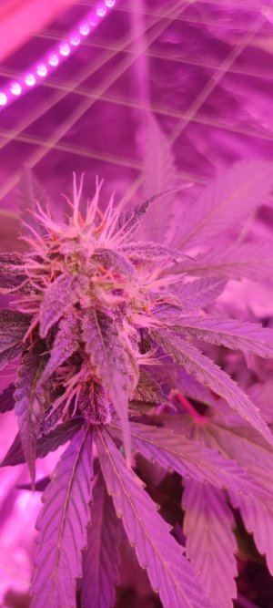 WhatsApp Image 2024-04-07 at 20.01.15.jpeg WhatsApp Image 2024-04-07 at 20.01.15.jpeg