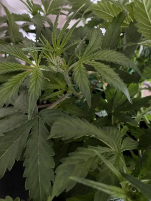 IMG_0172.jpeg IMG_0172.jpeg