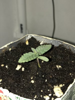 83951743-759E-4107-B056-C2E128F120D6.jpeg 83951743-759E-4107-B056-C2E128F120D6.jpeg