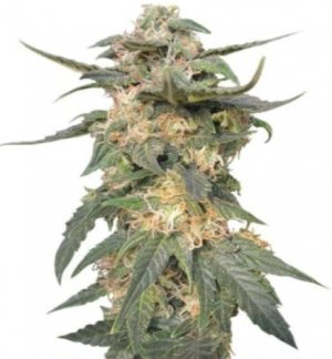 royal haze auto.jpg royal haze auto.jpg