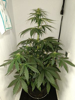 1712779822492.jpg 1712779822492.jpg