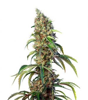 1712835464012.png 1712835464012.png