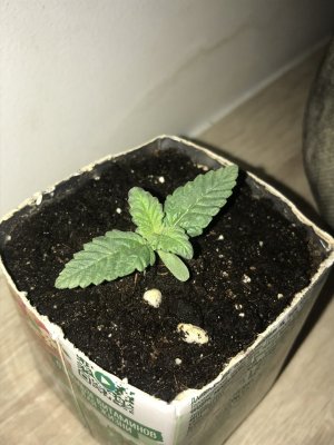 E79259D5-BE8C-40A7-B885-1D2CF07FC226.jpeg E79259D5-BE8C-40A7-B885-1D2CF07FC226.jpeg