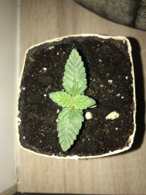 426E7391-8F32-41A7-A11A-90F07413774D.jpeg 426E7391-8F32-41A7-A11A-90F07413774D.jpeg