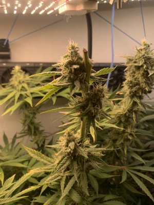 IMG_0979.jpeg IMG_0979.jpeg