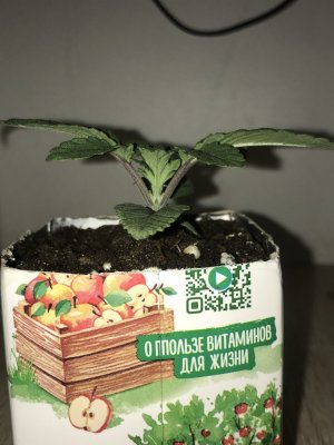 E3386EB9-167D-4209-A521-399A7B7F33D9.jpeg E3386EB9-167D-4209-A521-399A7B7F33D9.jpeg