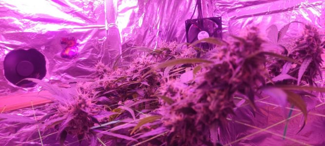 WhatsApp Image 2024-04-20 at 10.05.19.jpeg WhatsApp Image 2024-04-20 at 10.05.19.jpeg