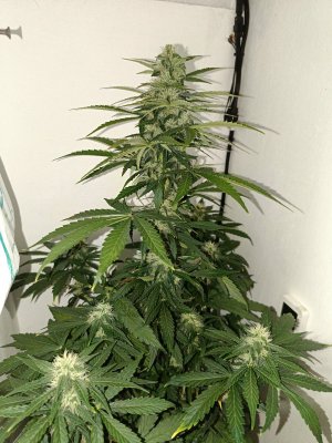 IMG20240420235819.jpg IMG20240420235819.jpg